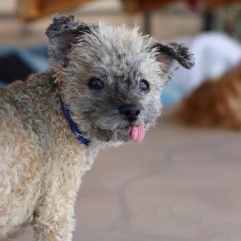Timmy -  Miniature Poodle Dog for Adoption in Phoenix, Arizona - Timmy | PetCurious