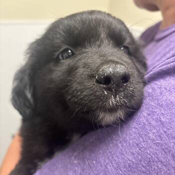 Mixed Breed Dogs Available for Adoption in Tulsa, Oklahoma - Bret | PetCurious