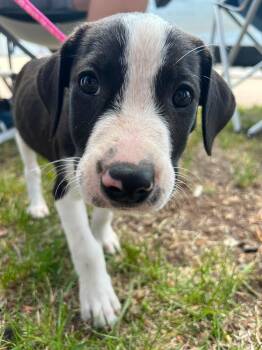 Goldie -  Catahoula Leopard Dog Dog for Adoption in Clinton, Wisconsin - Goldie | PetCurious