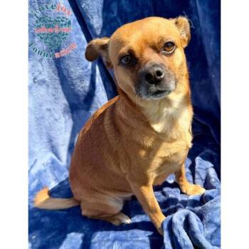 Wanda COH -  Chiweenie Dog for Adoption in Inglewood, California - Wanda COH | PetCurious
