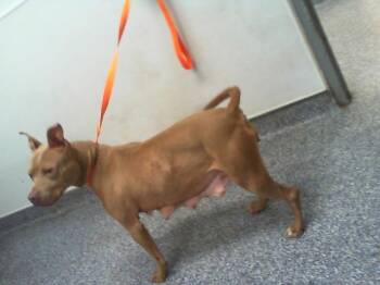 Pit Bull Terrier Dogs Available for Adoption - STELLA | PetCurious