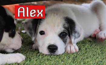 Alex -  Dalmatian Dog for Adoption in Southlake, Texas - Alex | PetCurious