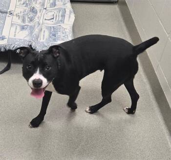 LEAH -  Labrador Retriever and Mixed Breed Dog Available for Adoption in Omaha, Nebraska - LEAH | PetCurious