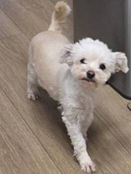 Maltese Dogs Available for Adoption - Mimi | PetCurious