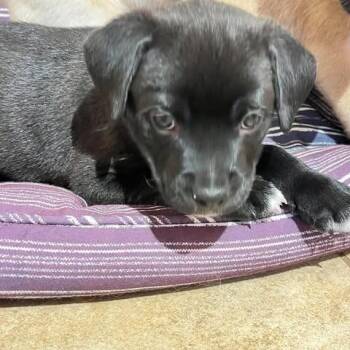 Key -  Terrier and Mixed Breed Dog for Adoption in Calgary, Alberta - Key | PetCurious