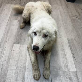 Ava -  Great Pyrenees Dog for Adoption in Emporia, Kansas - Ava | PetCurious