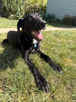 Jazz -  Labrador Retriever and Border Collie Dog for Adoption in Minnetrista, Minnesota - Jazz | PetCurious