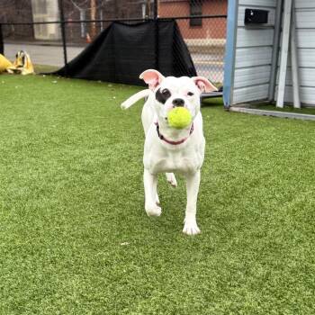 Mixed Breed Dogs Available for Adoption - Heart | PetCurious