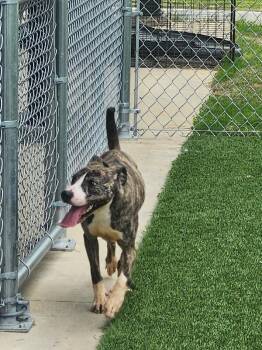 Mixed Breed Dogs Available for Adoption in Jackson, Tennessee - Sorscha | PetCurious