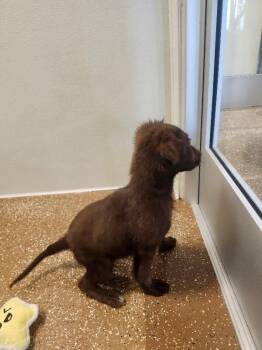 Poodle and Mixed Breed Dogs Available for Adoption in Jackson, Tennessee - Wookiee | PetCurious