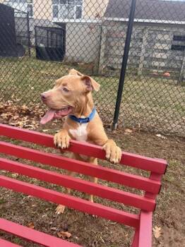 Sugar Cookie -  Mixed Breed Dog for Adoption in Fairfax, Virginia - Sugar Cookie | PetCurious