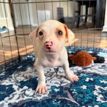 Mallow -  Jack Russell Terrier and Terrier Dog for Adoption in Minneapolis, Minnesota - Mallow | PetCurious