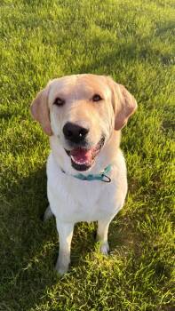 Labrador Retriever and Yellow Labrador Retriever Dogs Available for Adoption in Omaha, Nebraska - Rizz | PetCurious