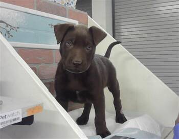 Staffordshire Bull Terrier and Mixed Breed Dogs Available for Adoption - ARCHER | PetCurious