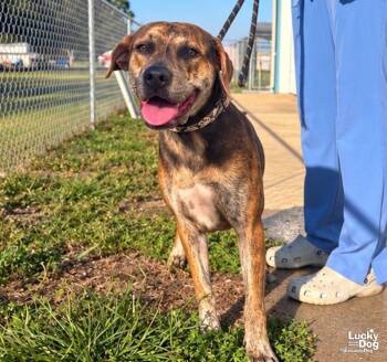 Khloe -  Terrier and Labrador Retriever Dog for Adoption in Washington, District Of Columbia - Khloe | PetCurious