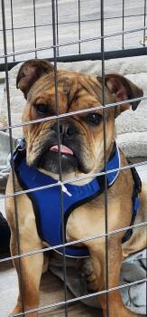 English Bulldog Dogs Available for Adoption in Belmar, New Jersey - Bowser | PetCurious