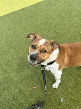 Rescue Mixed Breed Dogs for Adoption in West Chester, Pennsylvania - Ajax | PetCurious