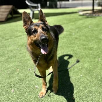 German Shepherd Dog and Mixed Breed Dogs Available for Adoption in Pleasanton, California - Ricky - ECAS | PetCurious