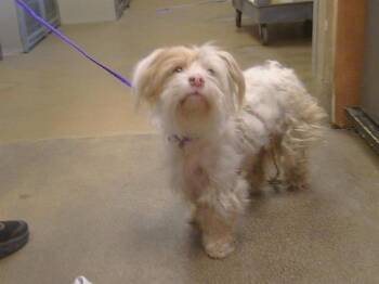 DAFFODIL -  Cairn Terrier and Mixed Breed Dog for Adoption in Sacramento, California - DAFFODIL | PetCurious