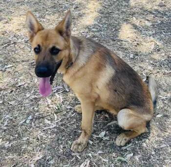 Rescue German Shepherd Dog Dogs for Adoption in Pleasant Grove, California - Valentino | PetCurious