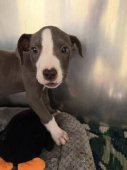 Kibble -  Pit Bull Terrier and Mixed Breed Dog for Adoption in Westland, Michigan - Kibble | PetCurious