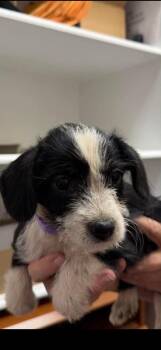 Blossom -  Terrier and Dachshund Dog for Adoption in Holly Springs, North Carolina - Blossom | PetCurious
