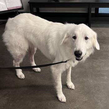 Snow Bird -  Great Pyrenees Dog for Adoption in Tampa, Florida - Snow Bird | PetCurious