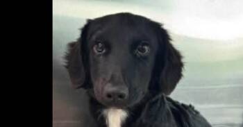 Butters -  Labrador Retriever Dog for Adoption in Dallas, Texas - Butters | PetCurious
