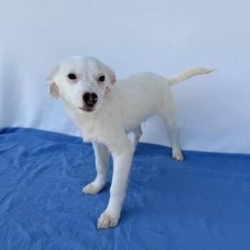 Australian Shepherd Dogs Available for Adoption in Carencro, Louisiana - Henry The Green Engine | PetCurious