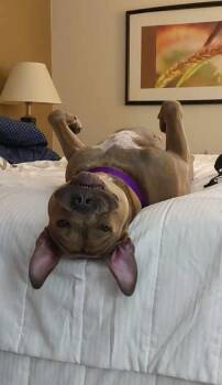 Rescue Boxer and Pit Bull Terrier Dogs for Adoption in Lake Orion, Michigan - Calypso | PetCurious