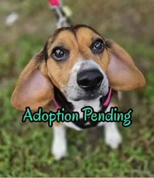 Lucy-loo -  Beagle Dog for Adoption in Dunnellon, Florida - Lucy-loo | PetCurious