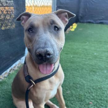 Rescue Pit Bull Terrier and German Shepherd Dog Dogs for Adoption in Canton, Illinois - Nova | PetCurious