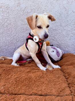 Chihuahua and Dachshund Dogs Available for Adoption in Dana Point, California - Trixie | PetCurious