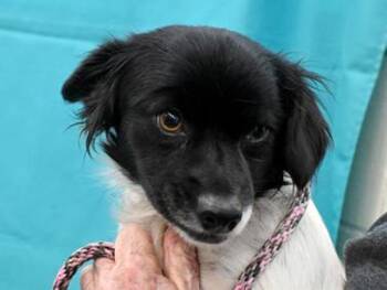 Mango And Papaya -  Spaniel and Chihuahua Dog for Adoption in Portland, Oregon - Mango And Papaya | PetCurious
