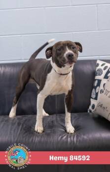 Hemy -  Mixed Breed Dog for Adoption in Mobile, Alabama - Hemy | PetCurious