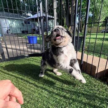 Daisy Lou, Black Collar -  Australian Shepherd and Mixed Breed Dog for Adoption in Ada, Minnesota - Daisy Lou, Black Collar | PetCurious