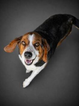 Meatloaf -  Beagle and Mixed Breed Dog for Adoption in Bowling Green, Kentucky - Meatloaf | PetCurious