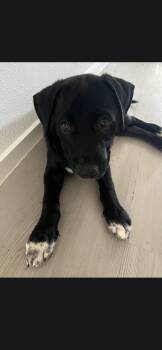 Oreo -  Black Labrador Retriever Dog for Adoption in Plano, Texas - Oreo | PetCurious