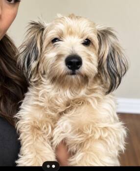 Honey, A Gentle, Sweet Little Lady -  Mixed Breed Dog for Adoption in Houston, Texas - Honey, A Gentle, Sweet Little Lady | PetCurious