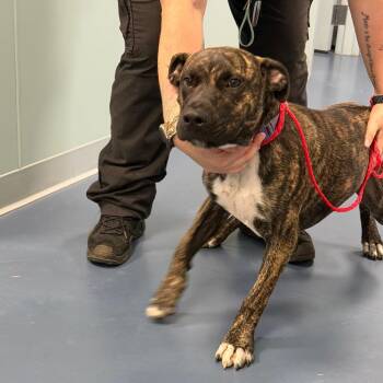 Dominic -  Pit Bull Terrier Dog for Adoption in Greensboro, North Carolina - Dominic | PetCurious