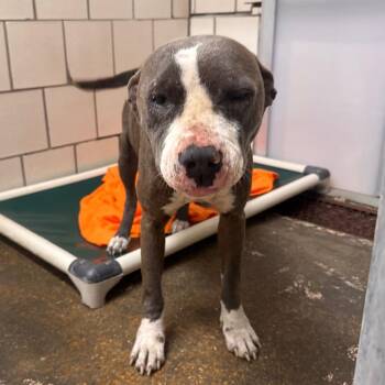 Pit Bull Terrier Dogs Available for Adoption in Starkville, Mississippi - Cookie | PetCurious