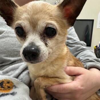 Max Velocity -  Chihuahua Dog for Adoption in Pekin, Illinois - Max Velocity | PetCurious