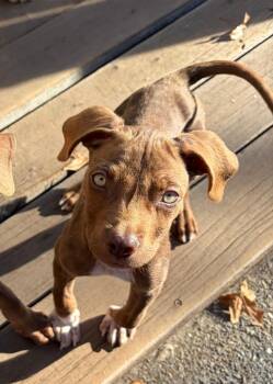 Alvin -  Terrier Dog for Adoption in Santa Rosa, California - Alvin | PetCurious