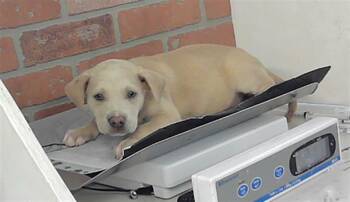 Staffordshire Bull Terrier and Mixed Breed Dogs Available for Adoption in Houston, Texas - SUPERCAN | PetCurious