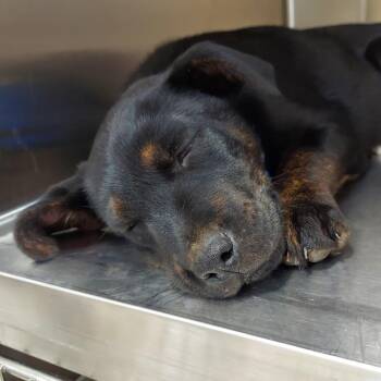 Carmela -  Shepherd and Mixed Breed Dog for Adoption in Woodinville, Washington - Carmela | PetCurious
