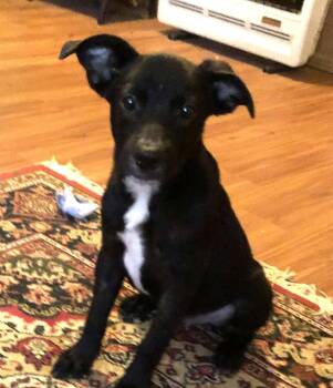 BARNEY -  Labrador Retriever and Hound Dog for Adoption in Locust Fork, Alabama - BARNEY | PetCurious