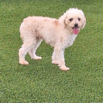 Meeko 9974 -  Poodle Dog for Adoption in Loxahatchee Groves, Florida - Meeko 9974 | PetCurious