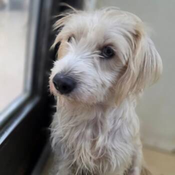 Banshee - Chino Hills Location -  Maltese and Terrier Dog for Adoption in Chino Hills, California - Banshee - Chino Hills Location | PetCurious