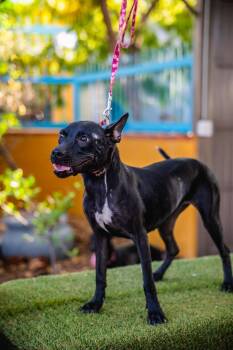 Shadow -  Rat Terrier and Terrier Dog for Adoption in Anacortes, Washington - Shadow | PetCurious
