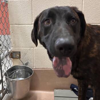Bubba -  Pit Bull Terrier and German Shepherd Dog Dog for Adoption in Reno, Nevada - Bubba | PetCurious